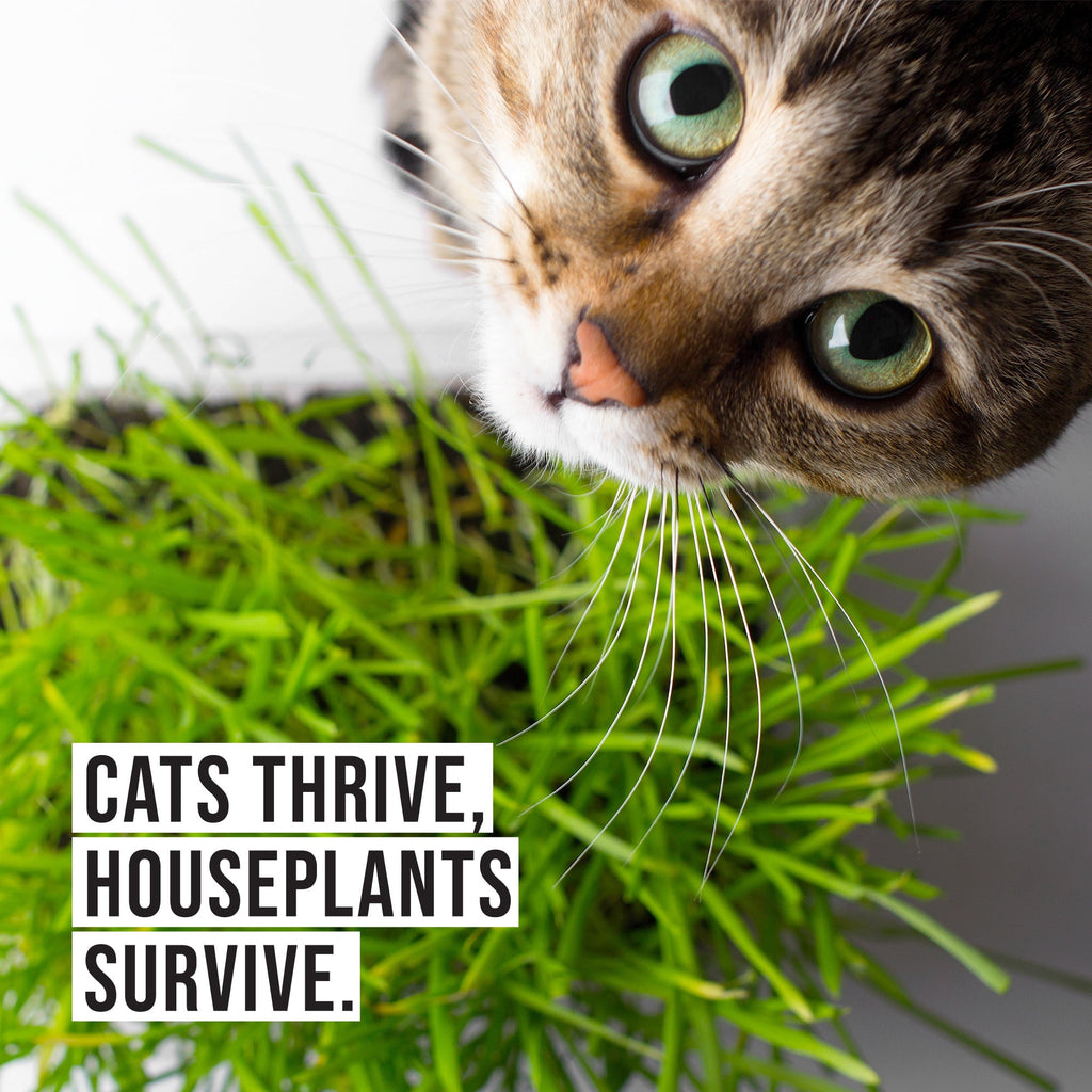 Organic Cat Grass Kit with Black Cat Ceramic Planter, Easy Indoor Planting Gift Set
